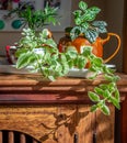 Close up of house plants grown in recycled cups, mug and tea pot displayed on a tray near a sunny window