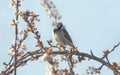 Close up of house sparrow on blooming plum tree in the early morning in springtime with alpine snow mountains, Austria