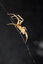 Close Up of a House Spider on a Web Royalty Free Stock Photo