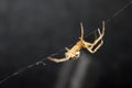 Close Up of a House Spider on a Web Royalty Free Stock Photo