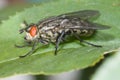 Close up of housefly