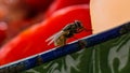 Close-up of a Housefly on a Surface Royalty Free Stock Photo