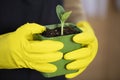 Close-up of housewife`s hands in yellow rubber gloves holding pot with plant. Royalty Free Stock Photo