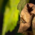 Close up hover fly on a dried leaf