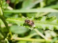 Close up of hover fly on leaf Syrphidae Royalty Free Stock Photo