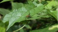 Close up of a Hover fly resting top of a green leaf