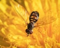 Close up of a Hover Fly (Syrphidae) on a vibrant yellow dandelion flower