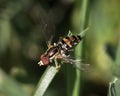 Close up of a Hover Fly (Syrphidae) perched on a blade of green grass