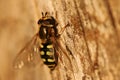 Close-up of hoverfly