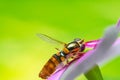 close-up hoverfly in blossom pink-violet flower Royalty Free Stock Photo