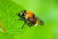 Close-up hoverfly or drone fly on green leaf of nettles on green background in forest