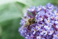 Close up of Hoverfly feeding on Buddleia flower. Royalty Free Stock Photo