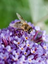 Close up of Hoverfly feeding on Buddleia flower. Royalty Free Stock Photo