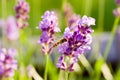 Close up of hoverfly feeding at lavender flowers. Shallow depth of field. Royalty Free Stock Photo