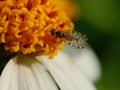 Close-Up of A Hoverfly On A Flower With Black And White Pattern On Its Wings