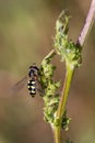 Close up of hoverfly