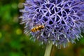 Close-up of a hoverfly, Meliscaeva cinctella, on a flowering globe thistle Echinops Royalty Free Stock Photo