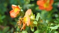 Close-up of a Hoverfly on an orange flower.