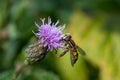 Close up of a hover fly on a pink thistle