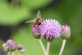 Hoverfly on a purple plume thistle collecting pollen