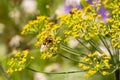 Close up of a hoverfly syrphidae on Dill anethum graveolens blossoms with blurred bokeh background