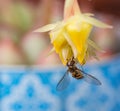 Close up of a hoverfly syrphidae on a yellow echeveria pulidonis blossom with beautiful blurred bokeh background