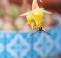 Close up of a hoverfly syrphidae on a yellow echeveria pulidonis blossom with beautiful blurred bokeh background