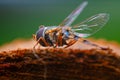 close-up hoverfly on wood Royalty Free Stock Photo