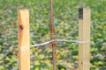 Close up on how to Plant a Tree Correctly with Two Stakes. Royalty Free Stock Photo