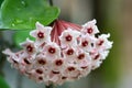 Close up of Hoya Carnosa flower pink-red with leaf on its tree. Royalty Free Stock Photo