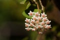 Close up of Hoya Carnosa flower white-pink on its tree in natural light and copy space. Royalty Free Stock Photo