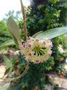 Close up Hoya cumingiana blooms in clusters of yellow star shaped flowers