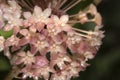 Close up hoya flower for nature background