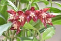 Close up Hoya Imperialis Flower