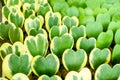 Close up hoya kerrii craib or green leave cactus in heart shape patterns on background Royalty Free Stock Photo
