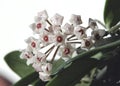 Close Up of Hoya Plant Flower Royalty Free Stock Photo