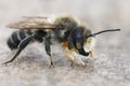 Close up of the male of Willughby's leaf-cutter bee, Megachile w