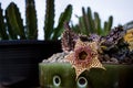 Close up huernia flower blooming in flower planting pot