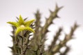 Close up Huernia succulent plants isolate on white background.