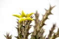 Close up Huernia succulent plants isolate on white background.