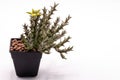 Close up Huernia succulent plants isolate on white background.