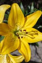 A close-up of a huge and beautiful bright yellow Tiger Lily flower Lilium lancifolium. Shallow depth of field Royalty Free Stock Photo