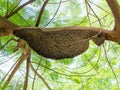 Close up Huge Beehive of Giant Honey Bees on Tree Branch Royalty Free Stock Photo