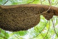 Close up Huge Beehive of Giant Honey Bees on Tree Branch Royalty Free Stock Photo