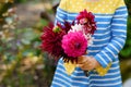 Close-up of huge bouquet of blossoming red and pink dahlia flowers holding in hands of little toddler girl. Close up of