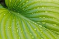 Close-up of huge bright green leaf of plantain lily funkia hosta covered with water rain dew drops lit by sun. Nature. Royalty Free Stock Photo