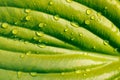 Close-up of huge bright green leaf of plantain lily funkia hosta covered with water rain dew drops lit by sun. Nature. Royalty Free Stock Photo