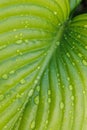 Close-up of huge bright green leaf of plantain lily funkia hosta covered with water rain dew drops lit by sun. Nature. Royalty Free Stock Photo