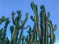 Close up of huge cactus on a blue sky Royalty Free Stock Photo