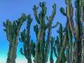 Close up of huge cactus on a blue sky Royalty Free Stock Photo